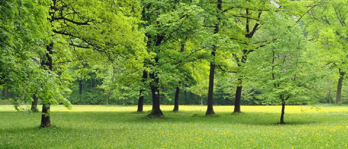 Spazi urbani scolastici e verdi - Accessibilità  